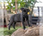 Small #3 Labrador Retriever Mix