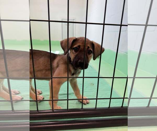 Medium Photo #10 Anatolian Shepherd-Rhodesian Ridgeback Mix Puppy For Sale in Higley, AZ, USA