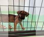 Small #9 Anatolian Shepherd-Rhodesian Ridgeback Mix