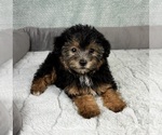 Small #3 YorkiePoo