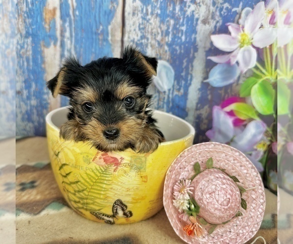 Medium Photo #4 Yorkshire Terrier Puppy For Sale in CASSVILLE, MO, USA