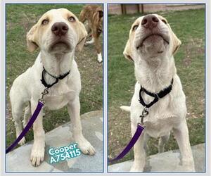 Labrador Retriever-Unknown Mix Dogs for adoption in San Antonio, TX, USA