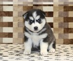 Small #2 Pomsky