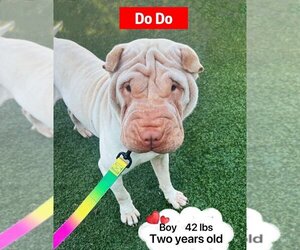 Chinese Shar-Pei Dogs for adoption in West Hollywood, CA, USA
