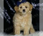 Small #2 Maltipoo