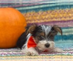 Small Photo #1 Shorkie Tzu Puppy For Sale in LANCASTER, PA, USA