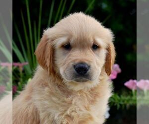 Golden Retriever Puppy for sale in NEWPORT, PA, USA