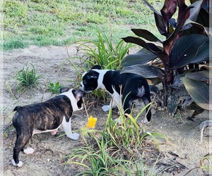 Boston Terrier Puppy for Sale in PIKEVILLE, North Carolina USA