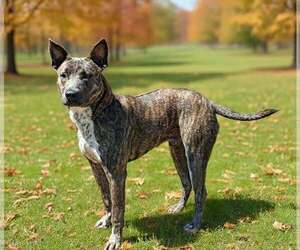 Renji 26/674 - Male Mutt Dog for Adoption - Photo #3
