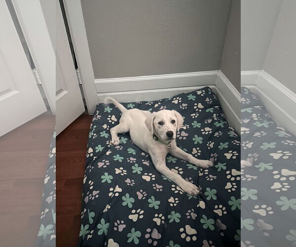 Medium Photo #4 Great Pyrenees-Unknown Mix Puppy For Sale in Houston, TX, USA