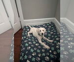Small #3 Great Pyrenees Mix