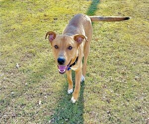 Mutt Dogs for adoption in Springdale, PA, USA