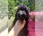 Small #9 Poodle (Standard)