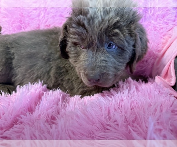 Medium Photo #18 Newfoundland Puppy For Sale in MARTINSBURG, WV, USA