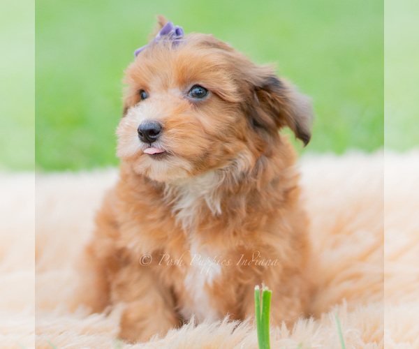 Medium Photo #64 Yorkipoo Puppy For Sale in WARSAW, IN, USA