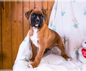 Boxer Puppy for Sale in WAKARUSA, Indiana USA