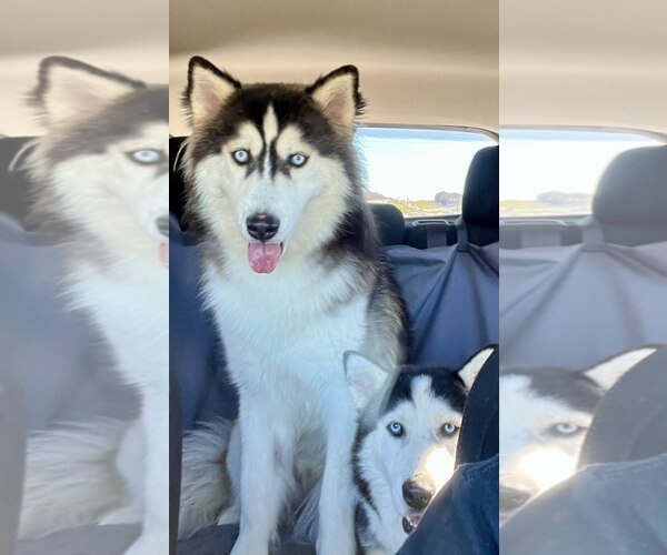 Medium Photo #1 Siberian Husky-Unknown Mix Puppy For Sale in Carrollton, TX, USA