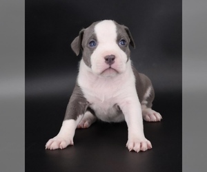 American Bully Puppy for sale in CHAMPAIGN, IL, USA