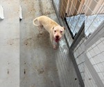 Small #3 Mutt