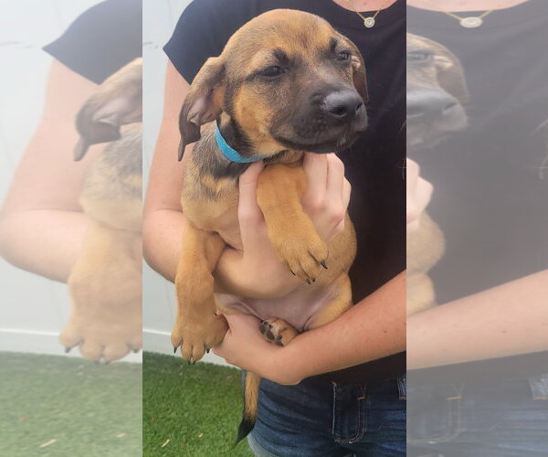 Medium Photo #5 Dachsador Puppy For Sale in Pompano Beach , FL, USA