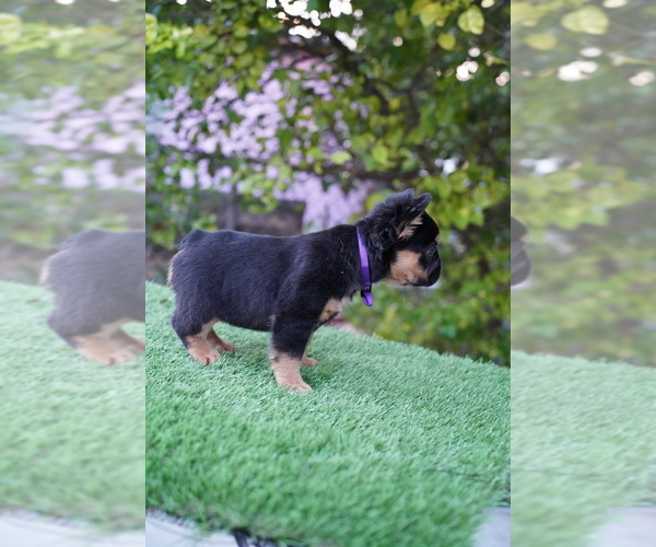 Medium Photo #11 French Bulldog Puppy For Sale in POMPANO BEACH, FL, USA