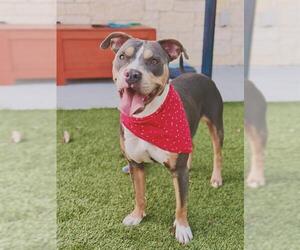 Mutt Dogs for adoption in Baytown, TX, USA
