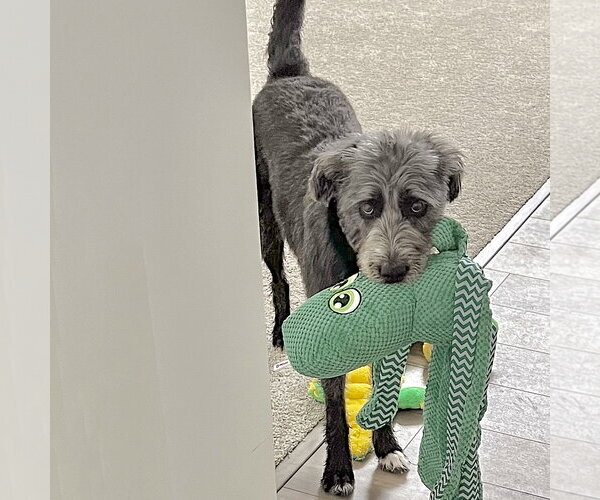 Medium Photo #8 Mutt Puppy For Sale in Huntley, IL, USA