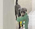 Small #7 Mutt