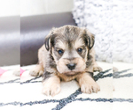 Small Photo #34 Schnauzer (Miniature) Puppy For Sale in SYRACUSE, IN, USA