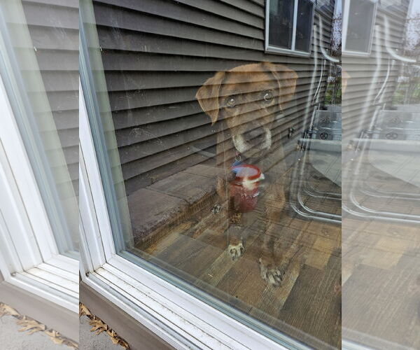 Medium Photo #6 Labrador Retriever-Unknown Mix Puppy For Sale in St. Louis Park, MN, USA