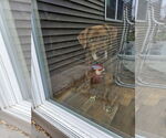 Small #5 Labrador Retriever Mix