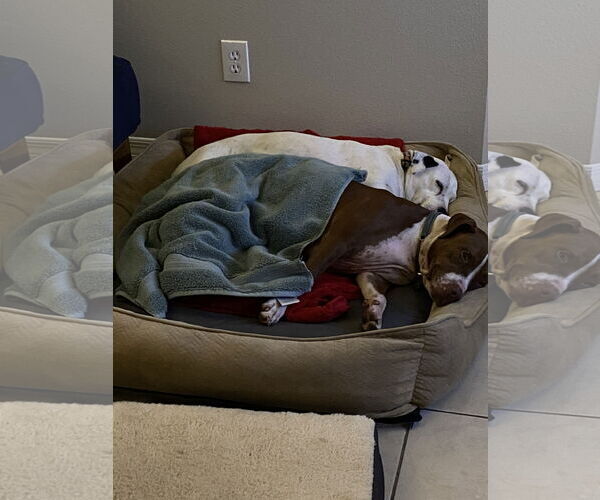 Medium Photo #10 Boxer-Unknown Mix Puppy For Sale in Sanford, FL, USA