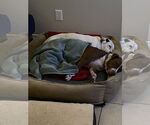 Small #9 Boxer Mix