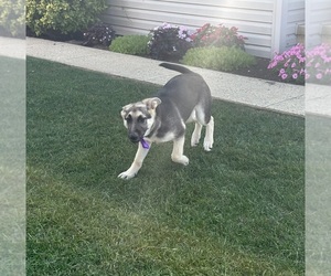 German Shepherd Dog Puppy for Sale in LANCASTER, Pennsylvania USA