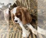 Small #5 Cavalier King Charles Spaniel