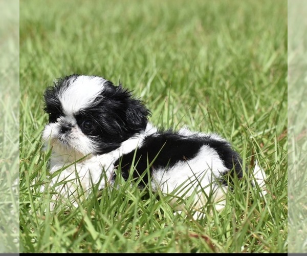 Medium Photo #5 Shih Tzu Puppy For Sale in PALM COAST, FL, USA