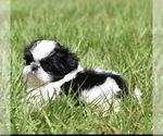 Small #4 Shih Tzu