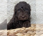 Small Photo #8 Double Doodle Puppy For Sale in PIERSON, FL, USA