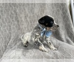Small Photo #17 Australian Cattle Dog Puppy For Sale in LAKELAND, FL, USA
