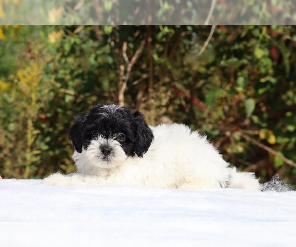 Medium Photo #22 ShihPoo Puppy For Sale in DYERSBURG, TN, USA
