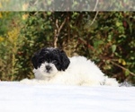 Small #21 ShihPoo