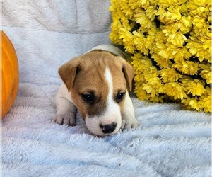 Jack Russell Terrier Puppy for sale in SANDOWN, NH, USA