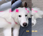 Small Photo #1 Great Pyrenees Puppy For Sale in SUGAR LAND, TX, USA
