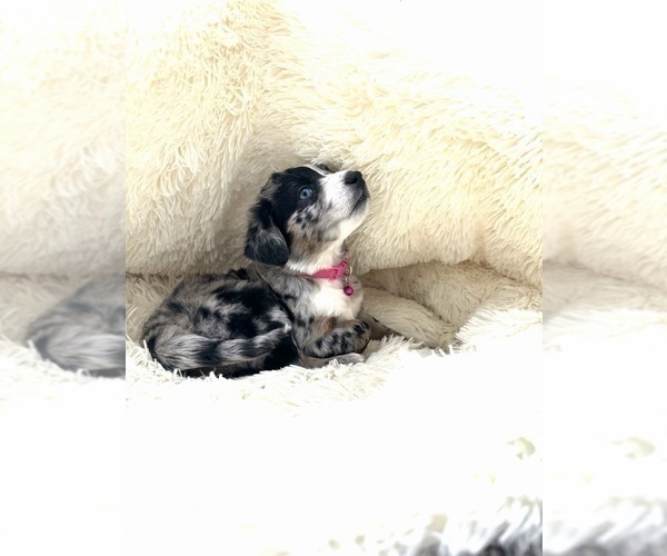 Medium Photo #4 Aussiedoodle Puppy For Sale in ADAIRSVILLE, GA, USA