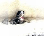 Small Photo #4 Aussiedoodle Puppy For Sale in ADAIRSVILLE, GA, USA