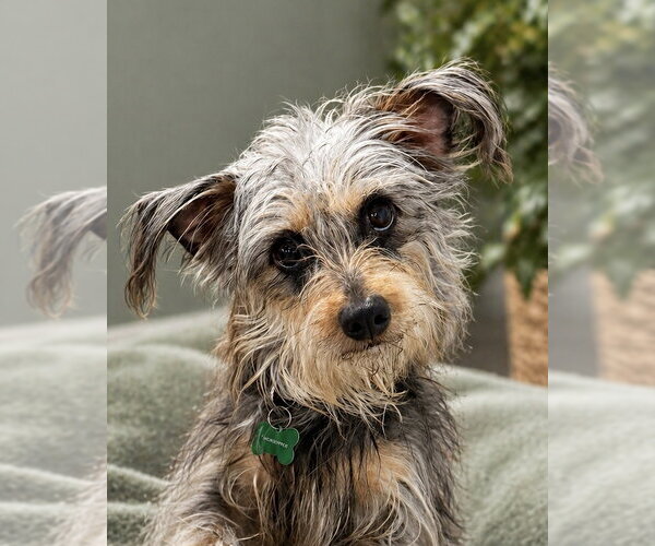 Medium Photo #1 Mutt Puppy For Sale in Rootstown, OH, USA