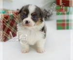 Small #14 Pembroke Welsh Corgi