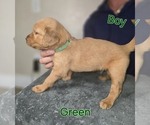 Puppy Green Golden Irish