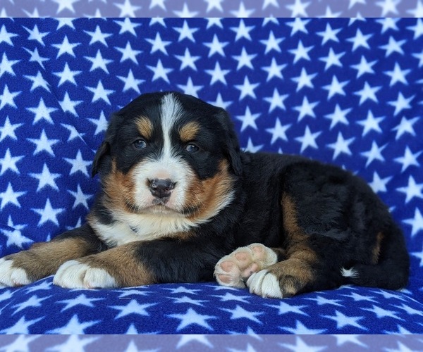 Medium Photo #4 Bernese Mountain Dog Puppy For Sale in DELTA, PA, USA