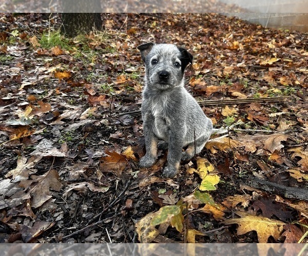 Medium Photo #18 Australian Cattle Dog Puppy For Sale in OREGON HOUSE, CA, USA